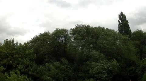 Trees in the wind Stock Footage 26431413
