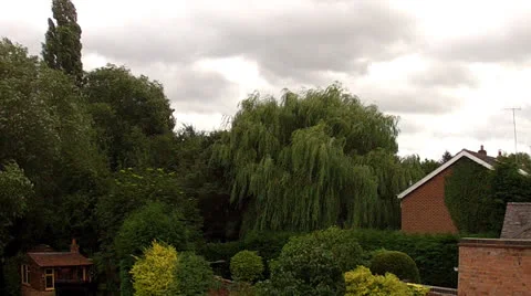 Trees in the wind Stock Footage 26431795