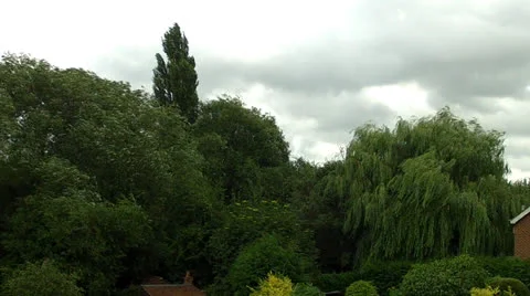Trees in the wind Stock Footage 26434304