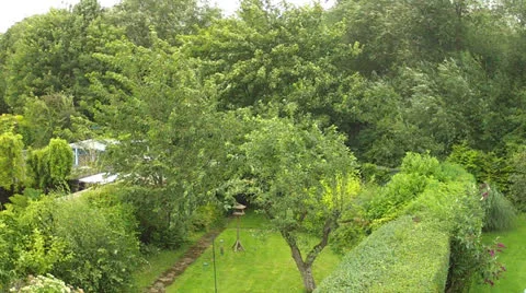 Trees in the wind Stock Footage 26435020