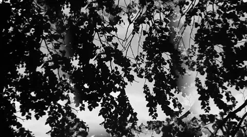 Trees in the wind Stock Footage 34532193