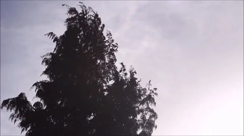 Trees in The Wind Stock-Footage 34604189