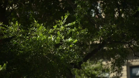 Trees on the wind Video stock 37459644