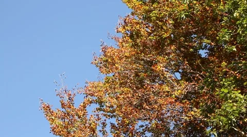 Trees in the wind Stock Footage 46553362