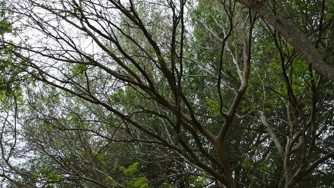 Trees in the wind Stock Footage 99118449