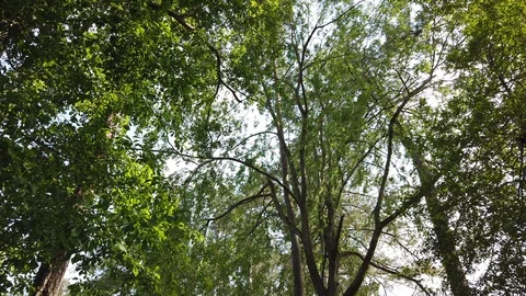 Trees in the wind Stock Footage 106959690