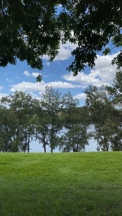 Trees in the wind Video stock 118284453