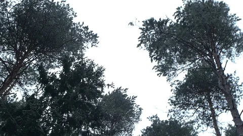 Trees in a wind Stock Footage 122505405