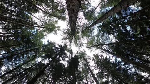 Trees in the wind Stock Footage 146370474