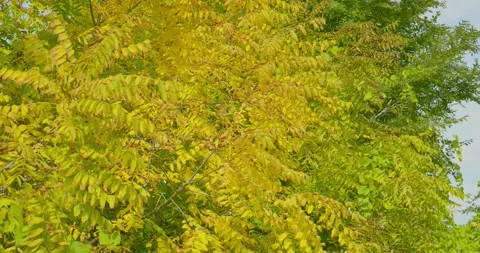 Trees in the Wind Stock Footage 218043488