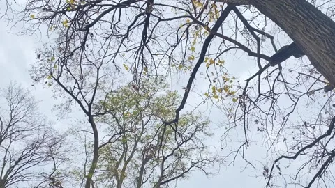 Trees in the Wind Stock Footage 220586779