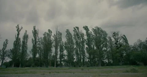 Trees in the wind Stock Footage 263921693
