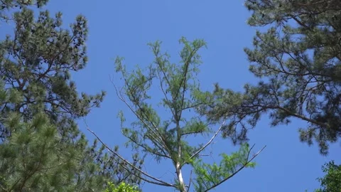 Trees in the Wind Stock Footage 271369165