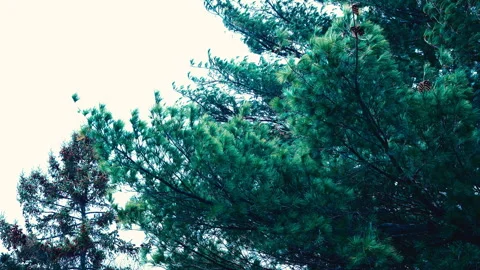 Trees in the wind Stock-Footage 331654969
