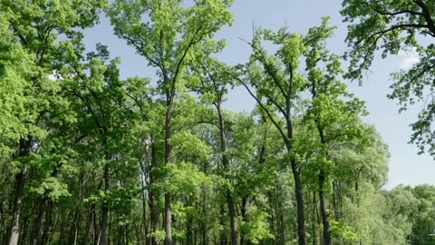 Trees in the wind in the forest, 4k Stock Footage 308662572