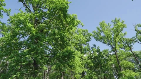 Trees in the wind in the forest, 4k Stock Footage 308662574