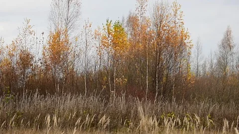 Trees in the wind, image of autumn Stock Footage 118309928