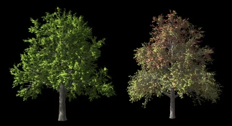Trees with wind, isolated on a black background Video stock 48633939