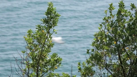 Trees in the wind on the mediterranean sea Stock-Footage 100599149