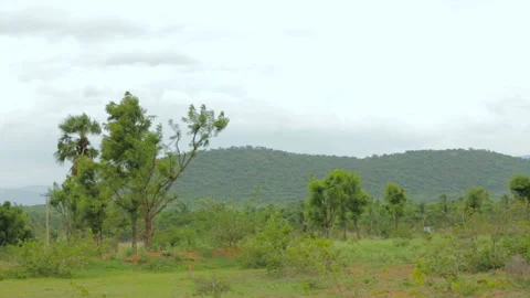 Trees in wind near hills Stock Footage 157170147