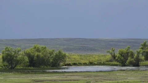 Trees in wind next to prairie pond Stock Footage 83688616