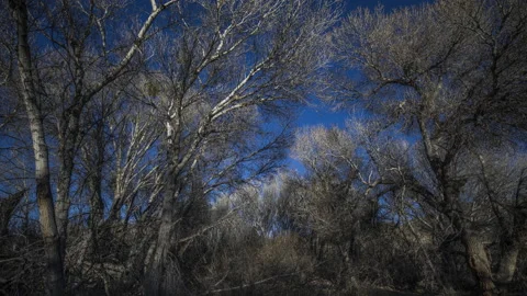 Trees in Wind Outside Palm Springs, California, 4k Timelapse Stock Footage 130976775