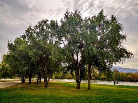 Trees on the wind Stock Photos
