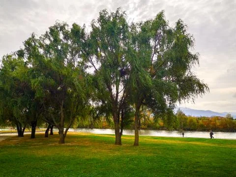 Trees on the wind Stock Photos