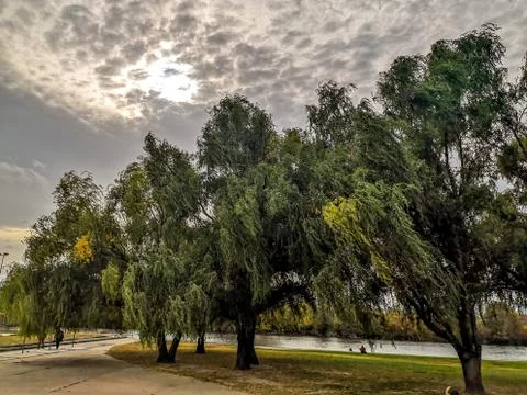 Trees on the wind Stock Photos