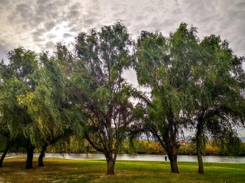 Trees on the wind Stock Photos