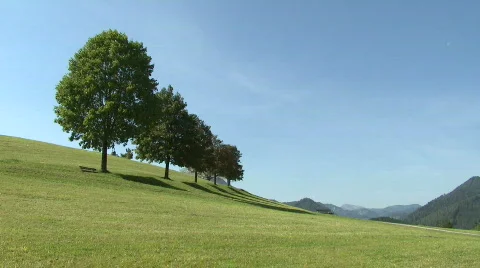 Trees in the wind on a summer day Stock Footage 79740