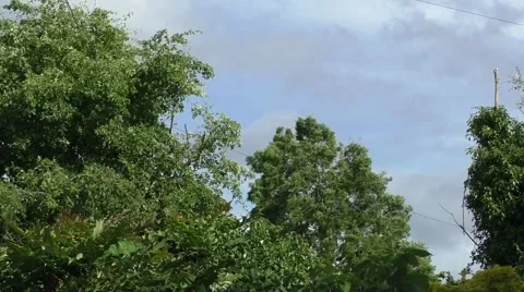 Trees in the wind - time lapse Stock Footage 52312633