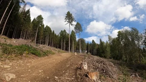 Trees in the wind - timelapse Stock Footage 146370527