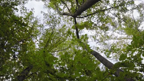 Trees in the wind upshot Vidéo 152535734