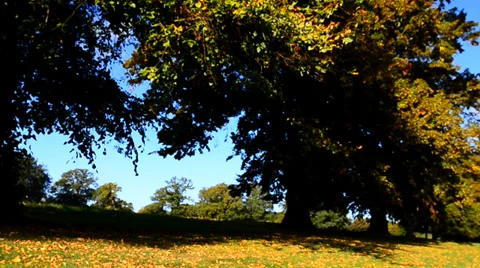 Trees on a windy autumn day Video stock 36637040