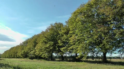 Trees in a windy day (2) Stockbeeldmateriaal 8831890