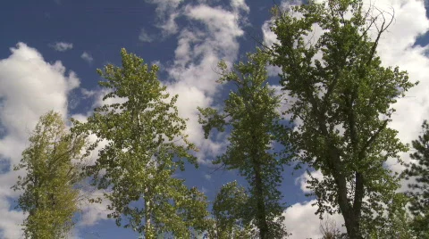 Trees on windy day Stock Footage 876174
