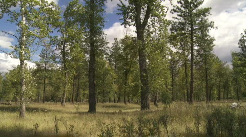 Trees on windy day Stock Footage 876223