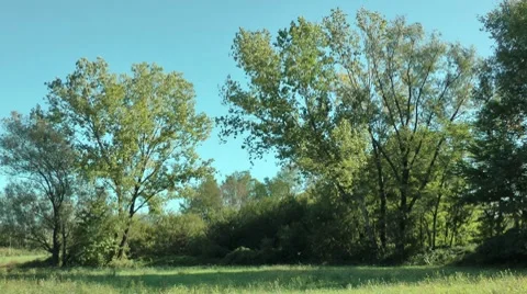 Trees in a windy day Stockbeeldmateriaal 8829891