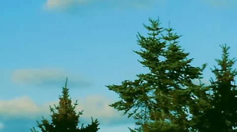 Trees in a windy day Video stock 10573408
