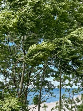 Trees on a windy day on the seashore. Stock Photos
