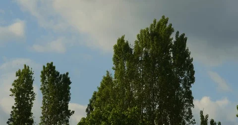 Trees Windy Day Time-lapse Stock Footage 123921481