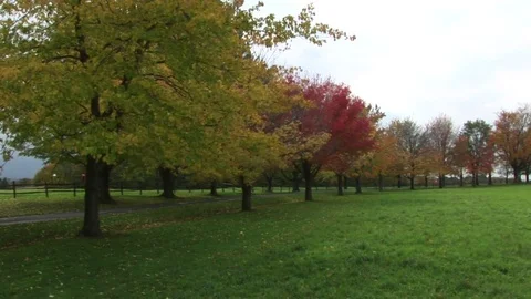 Trees on a windy Fall day Stock Footage 72572126