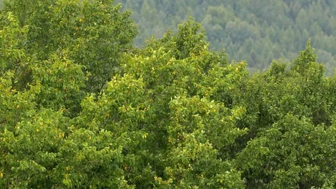 Trees in windy weather Stock-Footage 79084215
