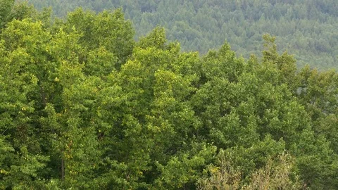 Trees in windy weather Video stock 79086303