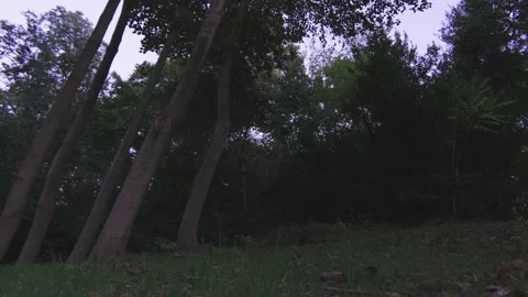 Trees in a windy weather Stock Footage 145224214