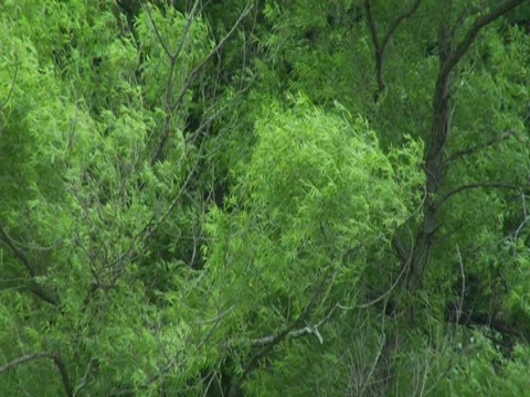 Trees Wing Leaves PreStorm Weather Vegetation Rustling 動画素材 7764408