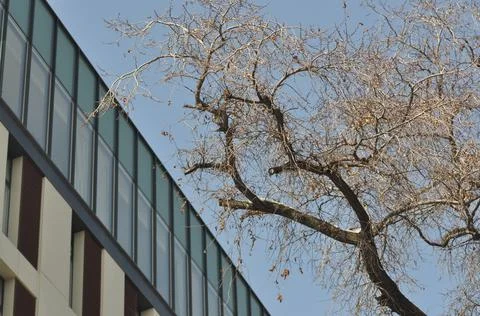 Trees in winter against the blue sky Stock Photos