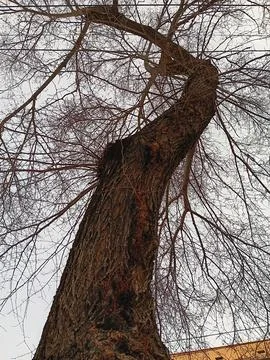 Trees in winter, Almaty. Stock Photos