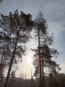 Trees in winter, Almaty. Stock Photos
